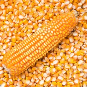 dried-yellow-corn-seeds