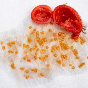 Tomato seeds collected on an absorbent paper towel to dry, seed saving. Home garden seed collection for propagation.