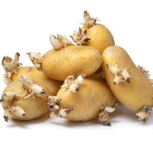 online organic seeds